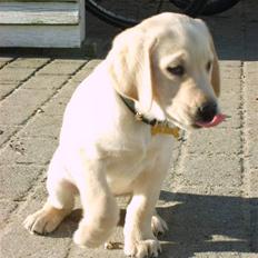 Labrador retriever Vaks