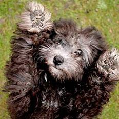 Dværgpuddel Aagaard's La Pura Vida