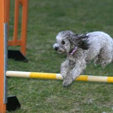 Dværgpuddel Aagaard's La Pura Vida