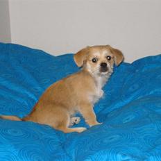 Blanding af racer Chicko <3