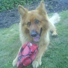Schæferhund Lucky
