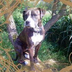 Blanding af racer Thor