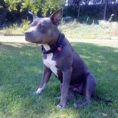 Blanding af racer Chika