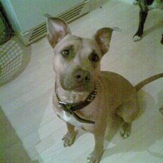 Amerikansk staffordshire terrier Thaie