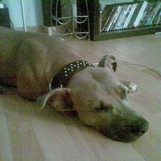 Amerikansk staffordshire terrier Thaie