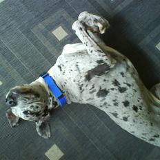 Grand danois Maximus