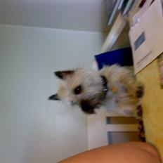 Cairn terrier .•:*¨¨*:•.Olli.•:*¨¨*:•