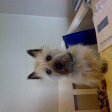 Cairn terrier .•:*¨¨*:•.Olli.•:*¨¨*:•