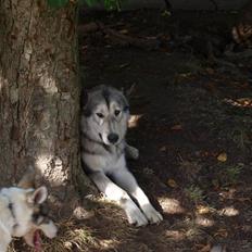 Blanding af racer Keiko ( Tidl Hund )