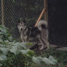 Blanding af racer Keiko ( Tidl Hund )