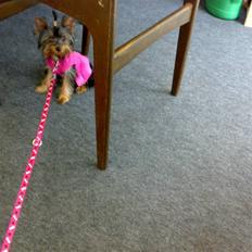 Yorkshire terrier ilka karina 