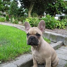 Fransk bulldog teamteglgaard,s adonis