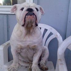 Engelsk bulldog Bamse :)