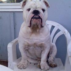 Engelsk bulldog Bamse :)