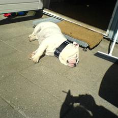 Engelsk bulldog Bamse :)