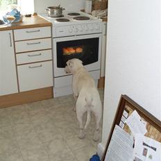 Bullterrier ALF  R.I.P savner dig ven