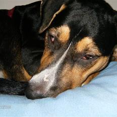 Blanding af racer Frisko