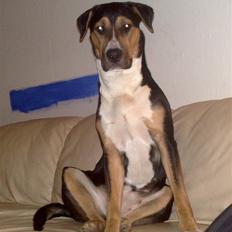 Blanding af racer Frisko