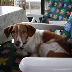 Dansk svensk gaardhund Vicki