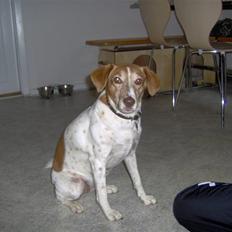 Dansk svensk gaardhund Vicki