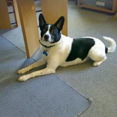 Blanding af racer Himmelhund Charlie 