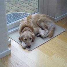 Golden retriever alet