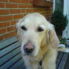 Golden retriever alet