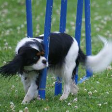 Cavalier king charles spaniel Bianca 