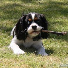 Cavalier king charles spaniel Bianca 