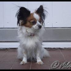 Papillon Debbi