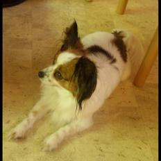 Papillon Debbi