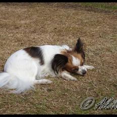 Papillon Debbi