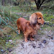 Miniature gravhund Michell