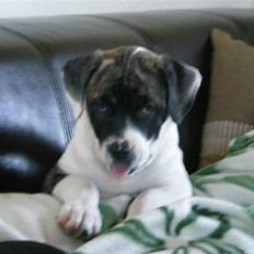 Amerikansk bulldog Mille