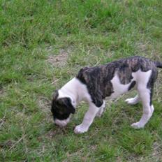 Amerikansk bulldog Mille