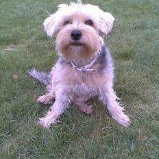 Yorkshire terrier *-Beatrice-*