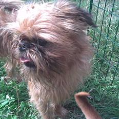 Griffon bruxellois rasmus