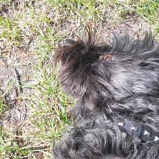 Cairn terrier Trunte - R.I.P † 