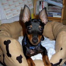 Dvaergpinscher Rødkildes Birdie "Nicky"
