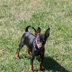 Dvaergpinscher Rødkildes Birdie "Nicky"