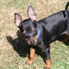 Dvaergpinscher Rødkildes Birdie "Nicky"