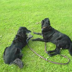 Blanding af racer Ronja - R.I.P †