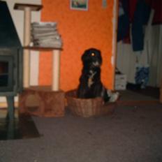 Blanding af racer Ronja - R.I.P †