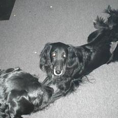 Blanding af racer Ronja - R.I.P †