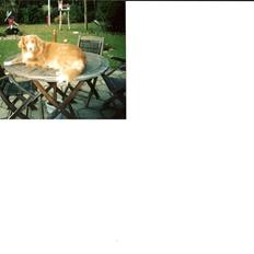 Nova scotia duck tolling retriever DeeDee