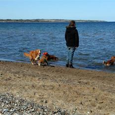 Nova scotia duck tolling retriever DeeDee