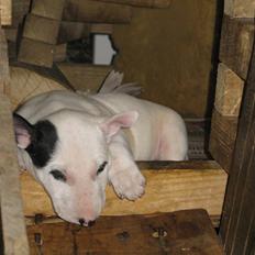 Bullterrier Sonja aka Dina Diamant