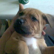Amerikansk staffordshire terrier Bufas