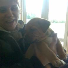 Amerikansk staffordshire terrier Bufas