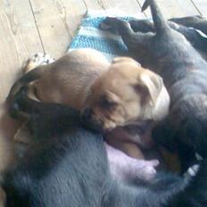 Amerikansk staffordshire terrier Bufas